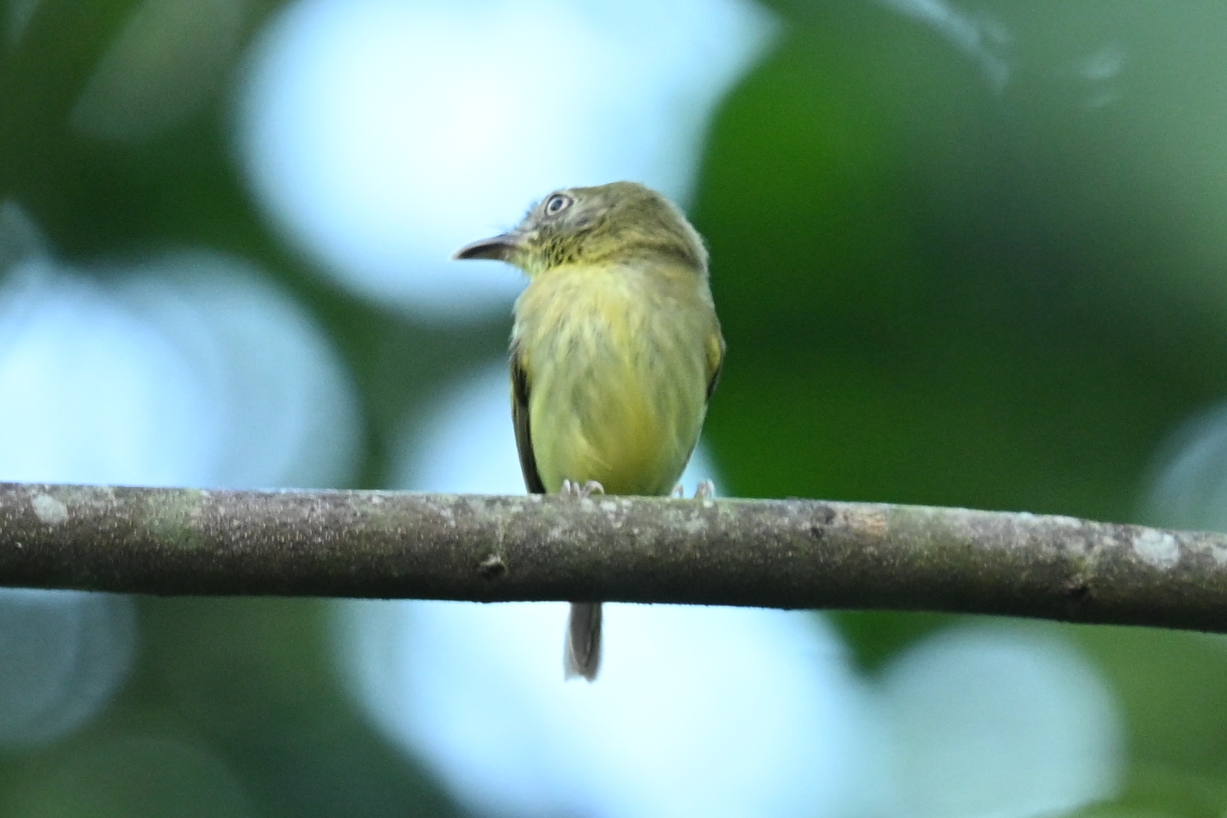 Southern Bentbill (Oncostoma olivaceum), photo 2