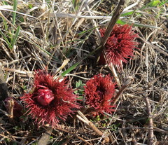 Paeonia tenuifolia