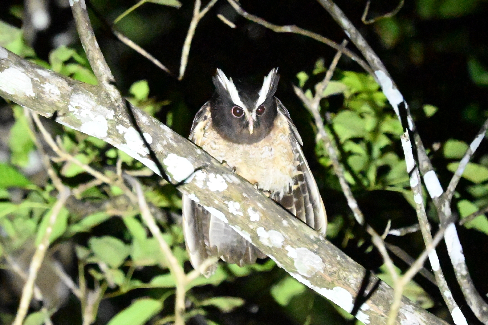 Crested Owl (Lophostrix cristata), photo 4