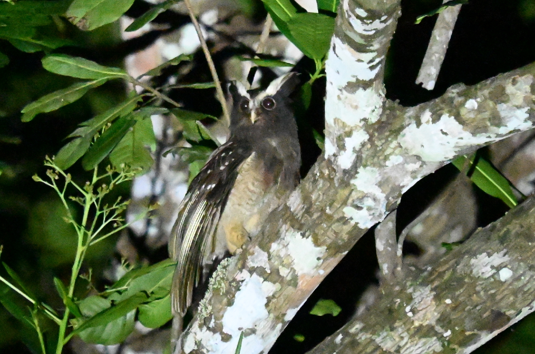 Crested Owl (Lophostrix cristata), photo 5