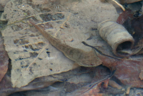Channa limbata