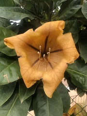Solandra grandiflora