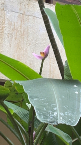 Flowering Banana