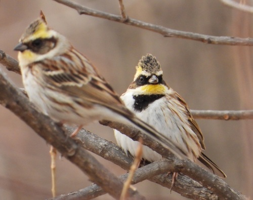 Yellow-throated Bunting