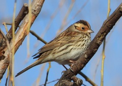 Emberiza pusilla