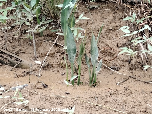 Water Trumpet (Cryptocoryne ciliata)