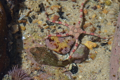 Chorisochismus dentex