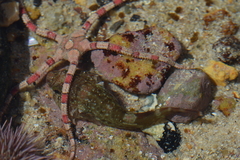 Chorisochismus dentex