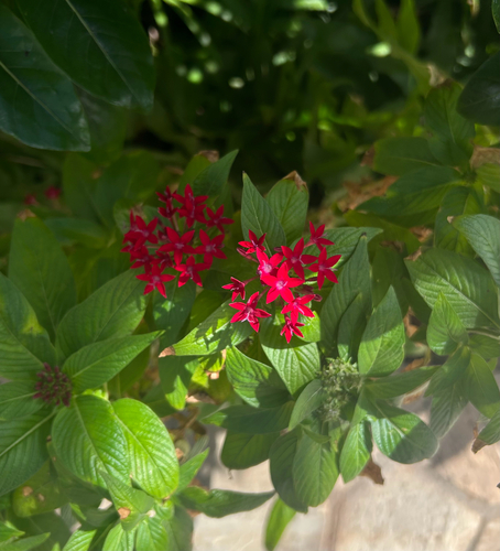 Pentas lanceolata observed 2026-02-18