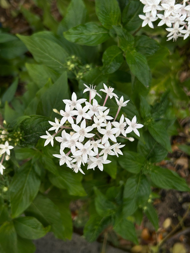 Pentas lanceolata observed 2026-02-17