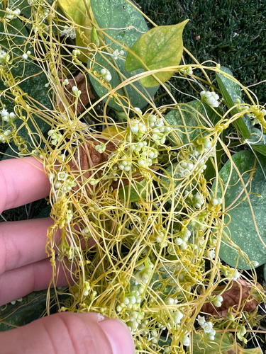Cuscuta pentagona observed 2026-02-02
