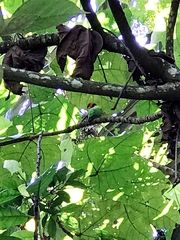 Psittacula longicauda