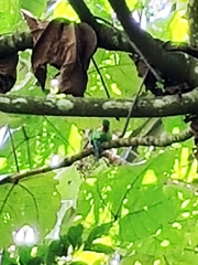 Psittacula longicauda