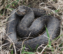 Vipera renardi