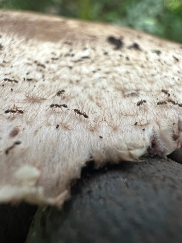 Solenopsis papuana observed 2026-01-29