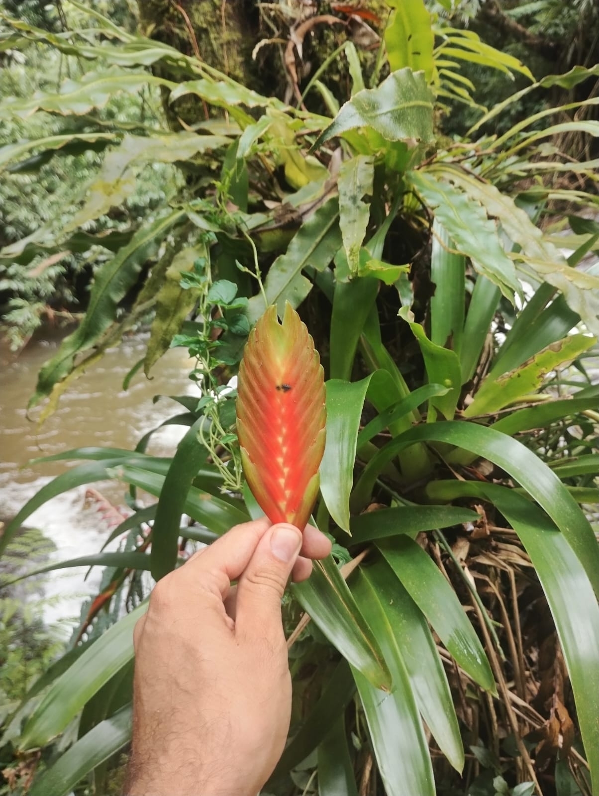 Vriesea inflata