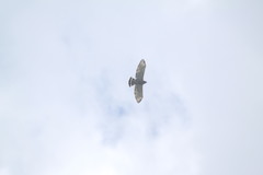 Buteo nitidus