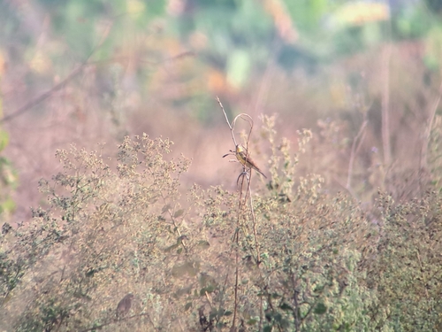 Yellow-breasted Bunting