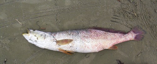 Longneck croaker (Pseudotolithus typus) — Sciaenidae — 4