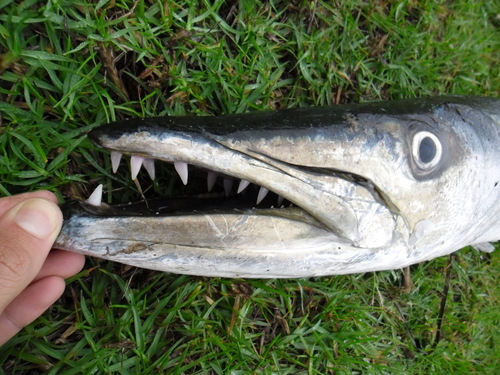 Guinean barracuda (Sphyraena afra) — Sphyraenidae — 3