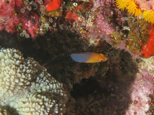 Firetail dottyback (Pseudochromis flammicauda) — Pseudochromidae — 4