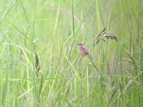 Zitting Cisticola