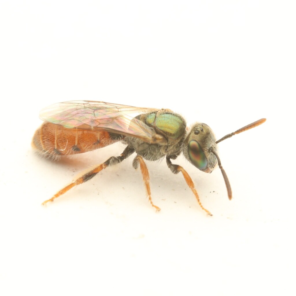 Lasioglossum appositum