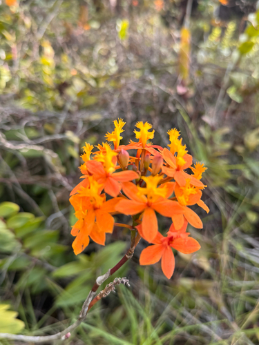 Epidendrum obrienianum observed 2026-02-18