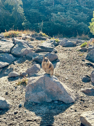 Cascade Golden-mantled Ground Squirrel observed by emilygoetzzz