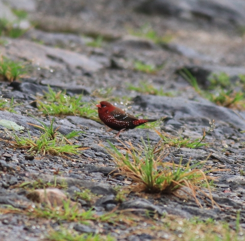 Red Avadavat (Amandava amandava), photo 10