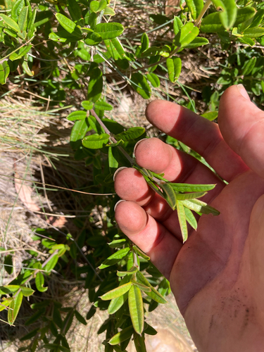 alpine shaggy-pea (Podolobium alpestre)