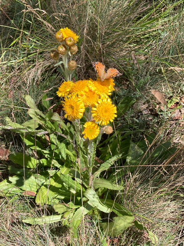 Alpine Podolepis (Podolepis robusta)
