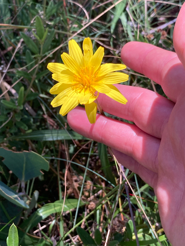 Microseris lanceolata, photograph 4