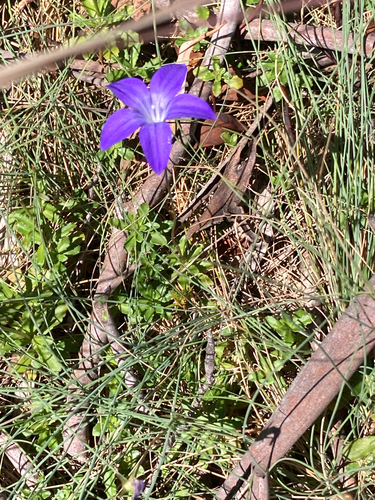 Wahlenbergia gloriosa, photograph 2