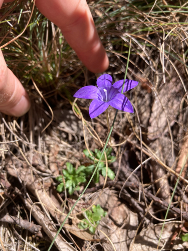 Royal Bluebell (Wahlenbergia gloriosa)