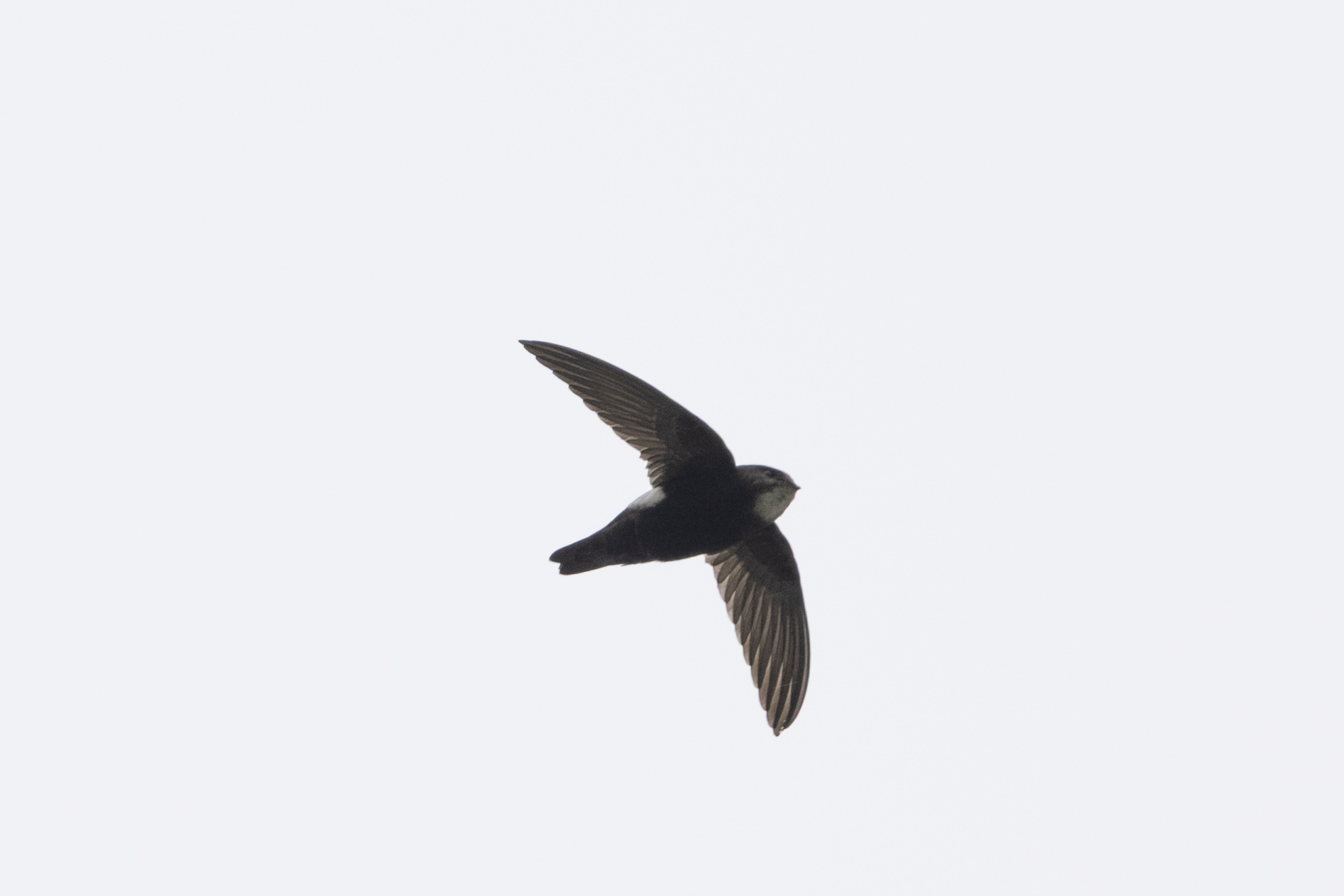 House Swift (Apus nipalensis), photo 7