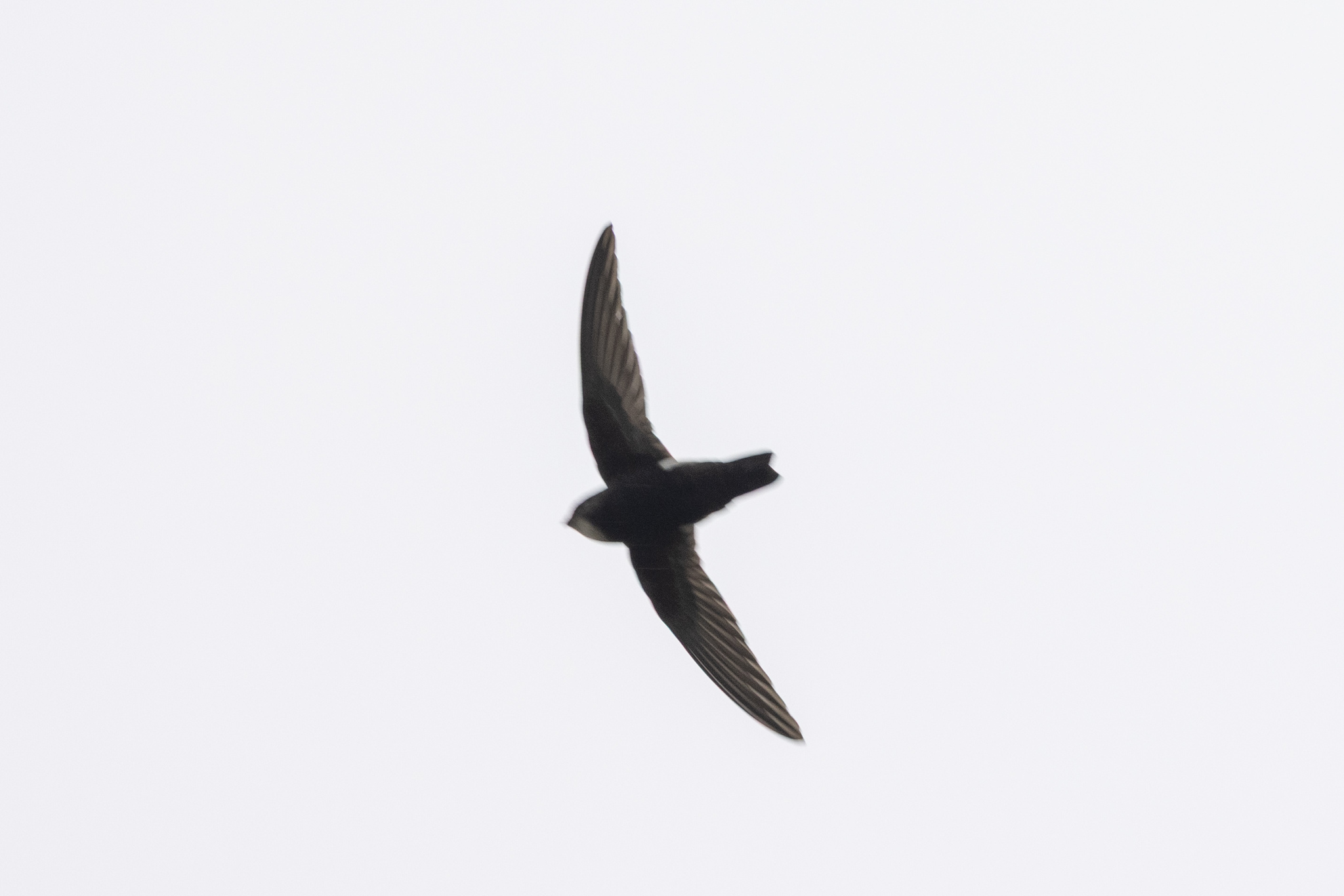 House Swift (Apus nipalensis), photo 6