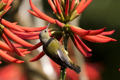 Aethopyga gouldiae