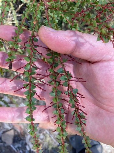 Ovens wattle (Acacia pravissima)