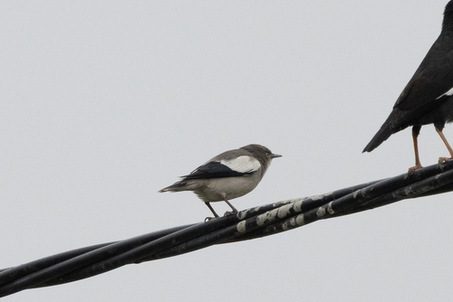 White-shouldered Starling (Sturnia sinensis), photo 3
