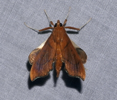 Anarmodia