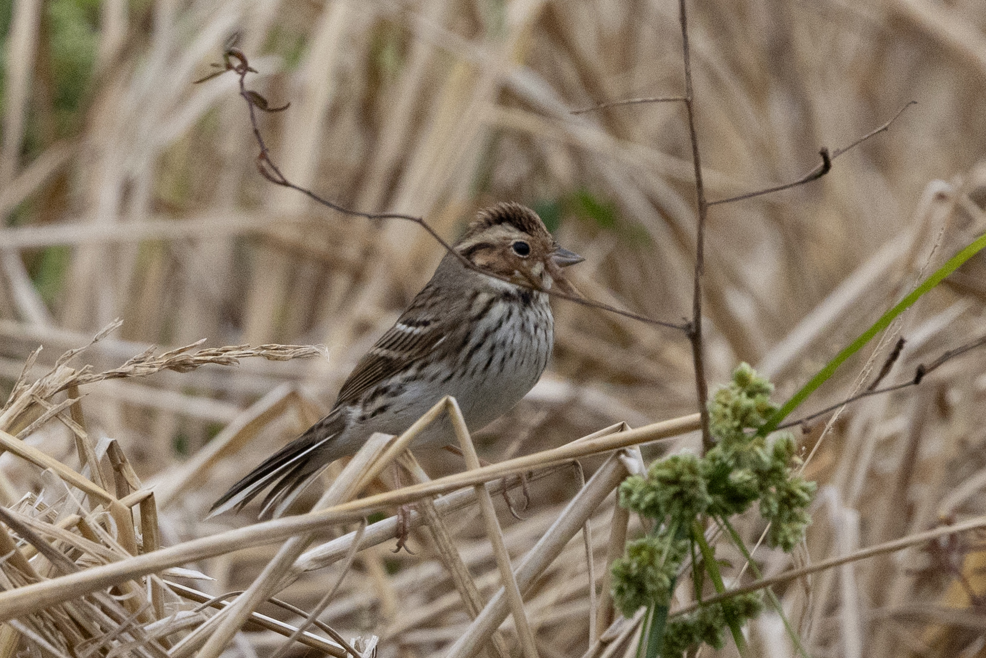 Little Bunting (Emberiza pusilla), photo 6