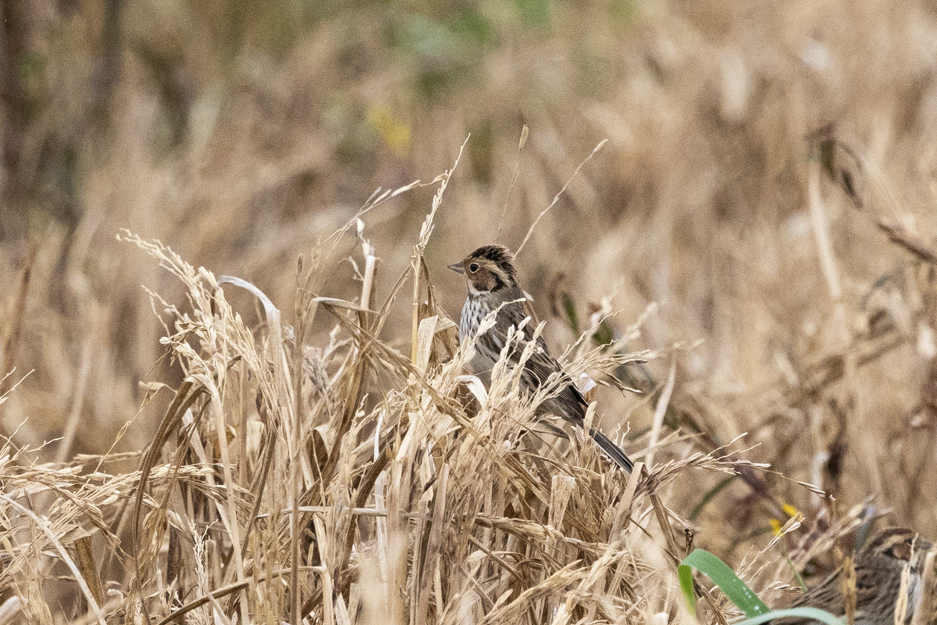 Little Bunting (Emberiza pusilla), photo 7