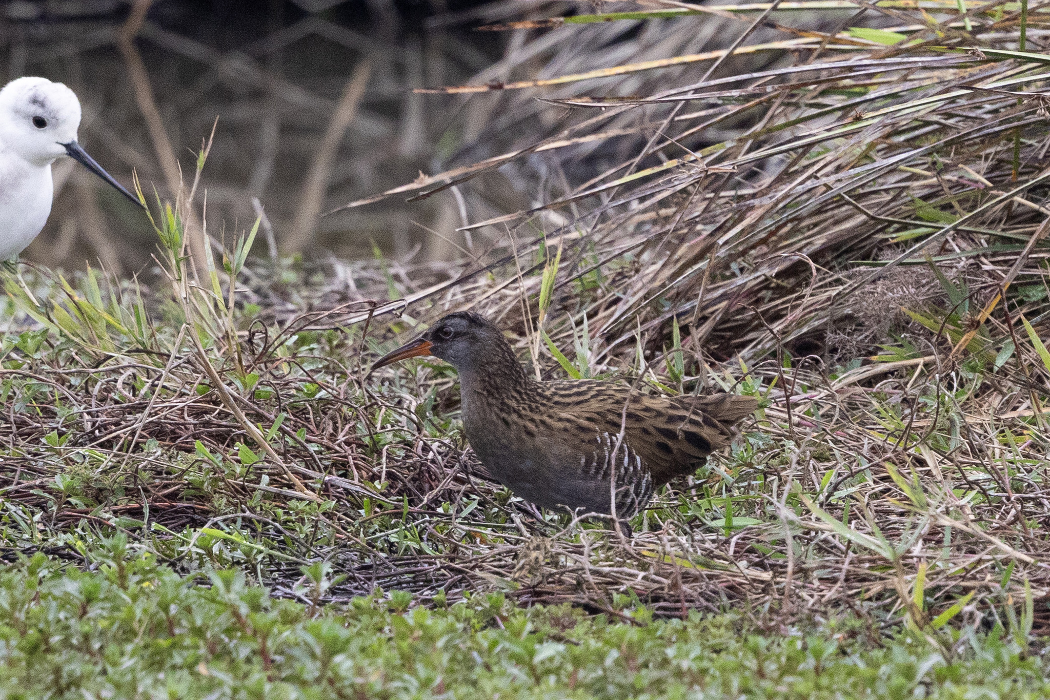 Brown-cheeked Rail (Rallus indicus), photo 2