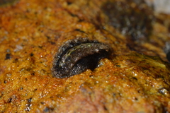 Acanthochitona garnoti