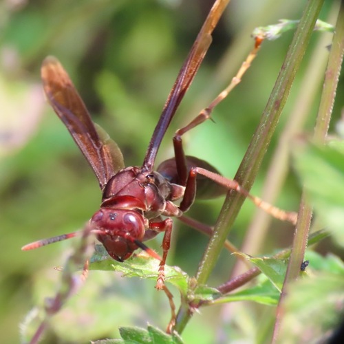 Neotropical Red Paper Wasp (Polistes canadensis)