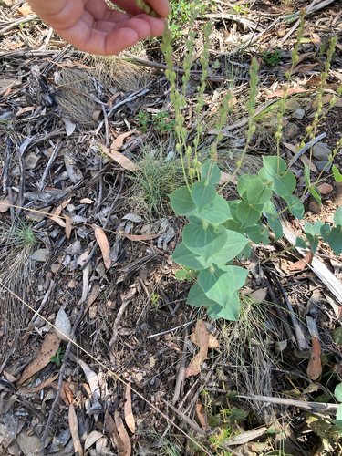 Digger's Speedwell (Veronica perfoliata)