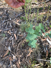 Veronica perfoliata, photograph (c) Victor Phillips, some rights reserved (CC BY-SA)