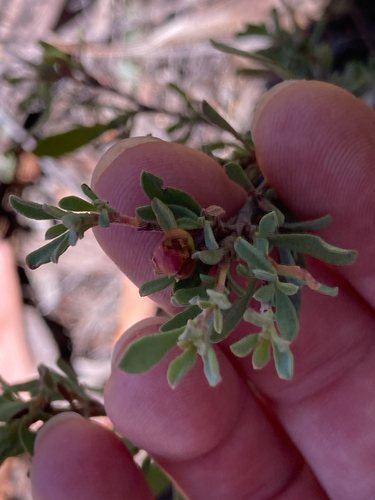 grey guinea flower (Hibbertia obtusifolia)