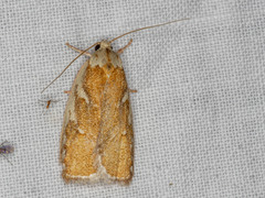 Euchaetis rhizobola
